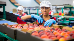 Foreign-worker-cuts-will-trigger-massive-labour-pains