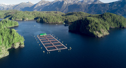 A-misguided-transition-for-salmon-farming-in-BC