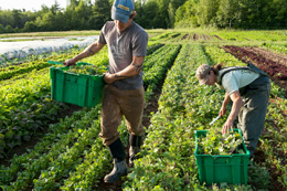 Agriculture-failures-put-Canadian-farmers-at-risk