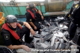 Shark-finning-surging-in-the-North-Pacific
