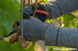 BC-winemaker-banned-from-Foreign-Worker-Program