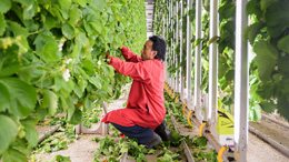 Tariffs-are-wake-up-call-for-Canadas-agri-food-sector