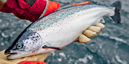 Why-BC-must-rally-to-protect-Its-salmon-farmers